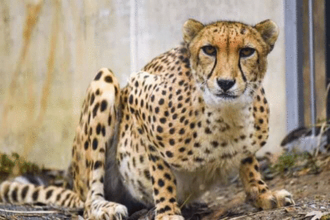 Cheetah dies at Maryland Zoo after long illness