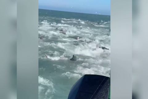 Man captures chaotic shark feeding frenzy off Louisiana coast