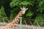 Giraffe named 'Willow' dies at Maryland Zoo after short illness