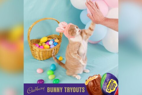 A one-eyed rescue cat is the newest Cadbury Bunny and the first feline to hold the role