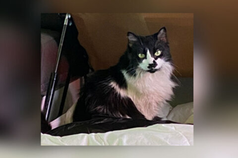 10-year-old cat stolen in armed carjacking on Capitol Hill