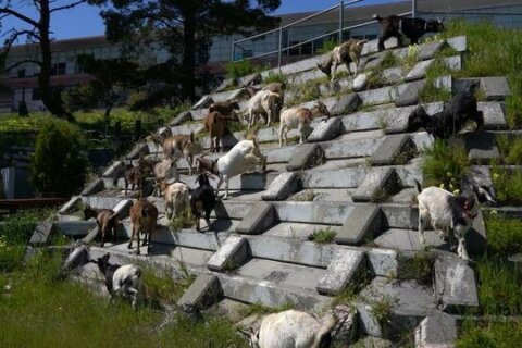How a herd of goats is helping protect San Francisco from wildfires