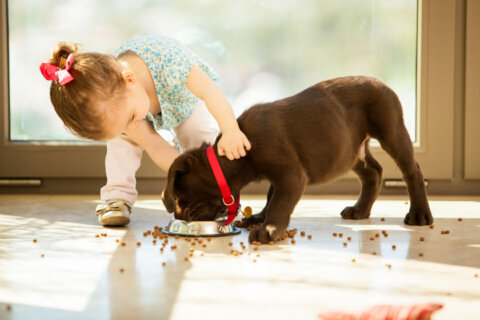 Pets in the home can decrease food allergy risk for kids