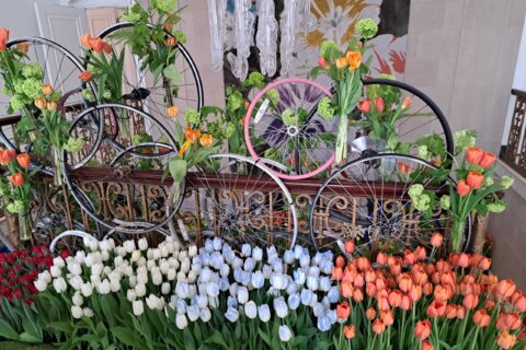 PHOTOS: 15,000 flowers on display at Netherlands embassy in DC for Dutch Tulip Days