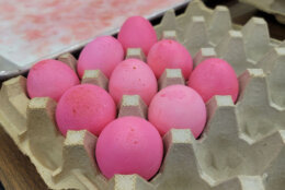 Neon pink dyed White House Easter eggs (Courtesy Andrew McMillan/Braswell Family Farms)