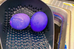 Easter eggs being dyed for the White House Easter Egg Roll (Courtesy Andrew McMillan/Braswell Family Farms)