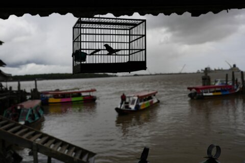Guyana birdsong competitions flourish amid oil boom