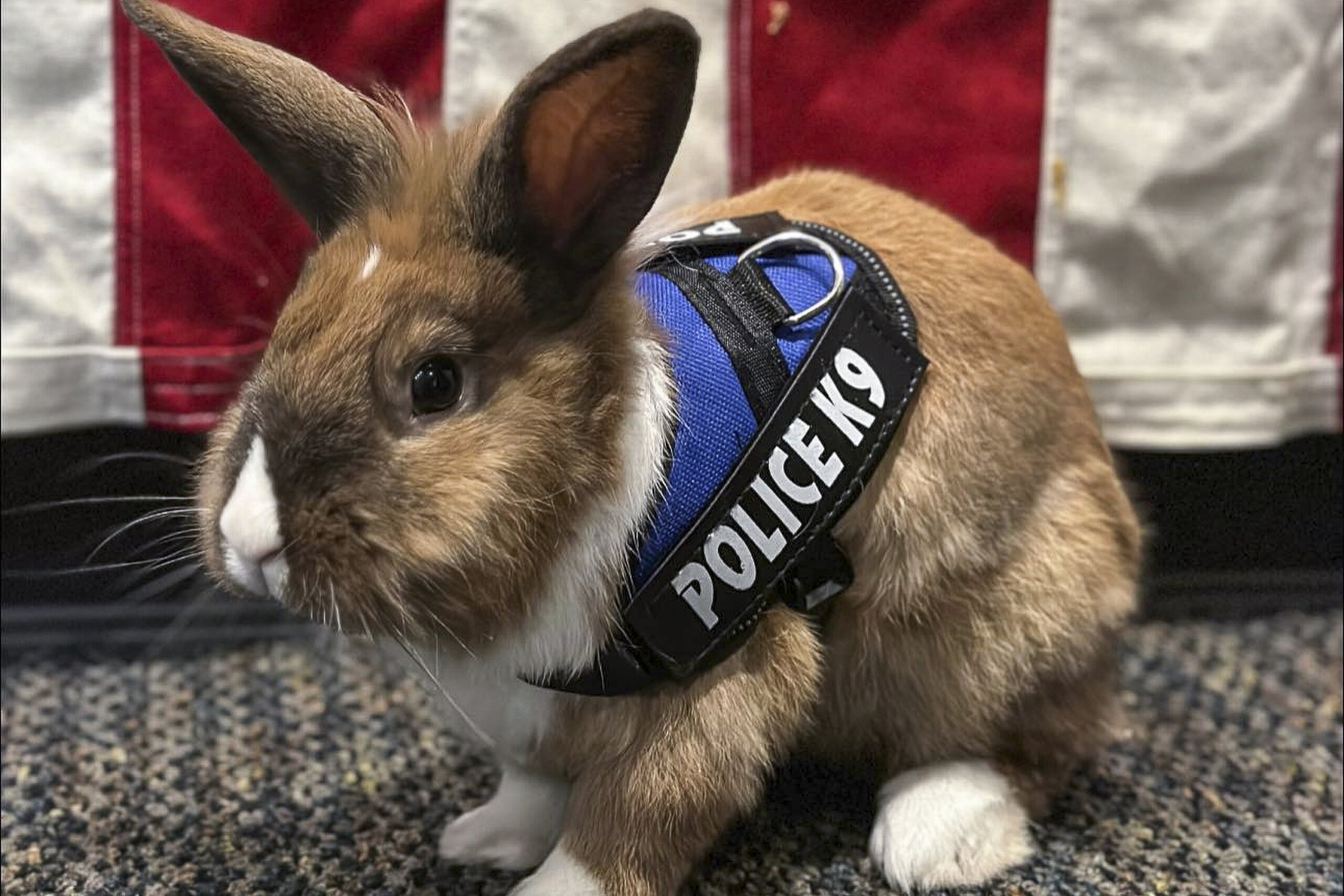 Officer Cottontail? Bunny joins police force. Fur real. WTOP News