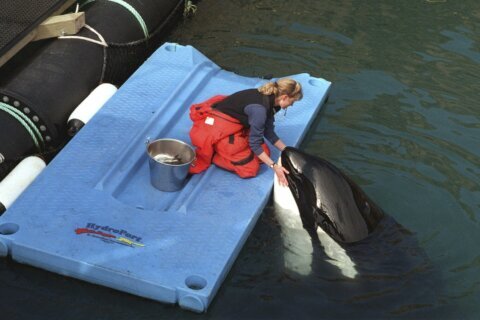 Caregivers: Returning orca Lolita to Northwest is risky