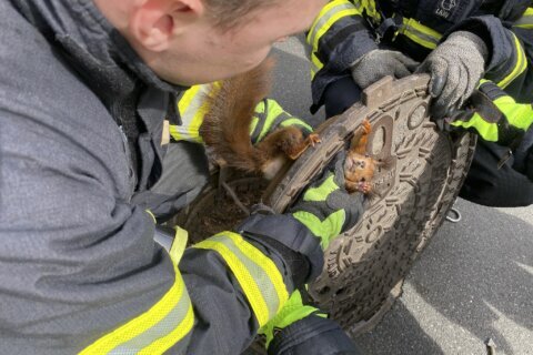 Germany: ‘Uncooperative’ squirrel freed from manhole cover
