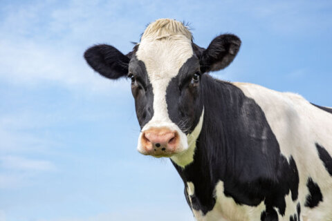 No April Fools’ prank: Jogger has close encounter with cow