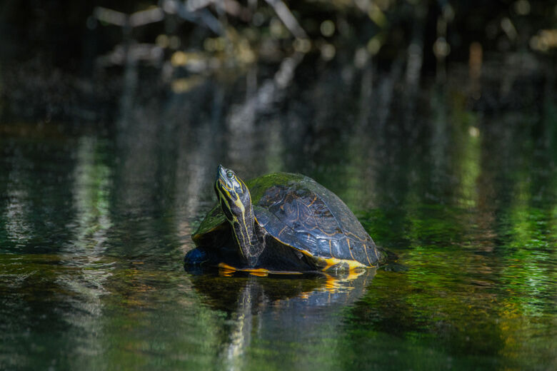 Virginia man pleads guilty in turtle trafficking case – WTOP News