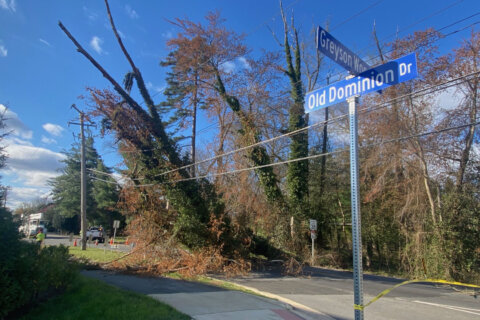 ‘Extremely gusty and strong’ winds down trees, cause outages in DC region