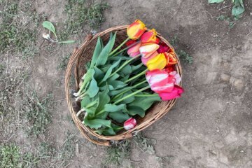 A basket of tulips at Burnside Farms in Prince William County, Virginia. 