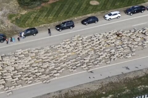 Greener pastures? 2,500 hopeful sheep cross Idaho highway