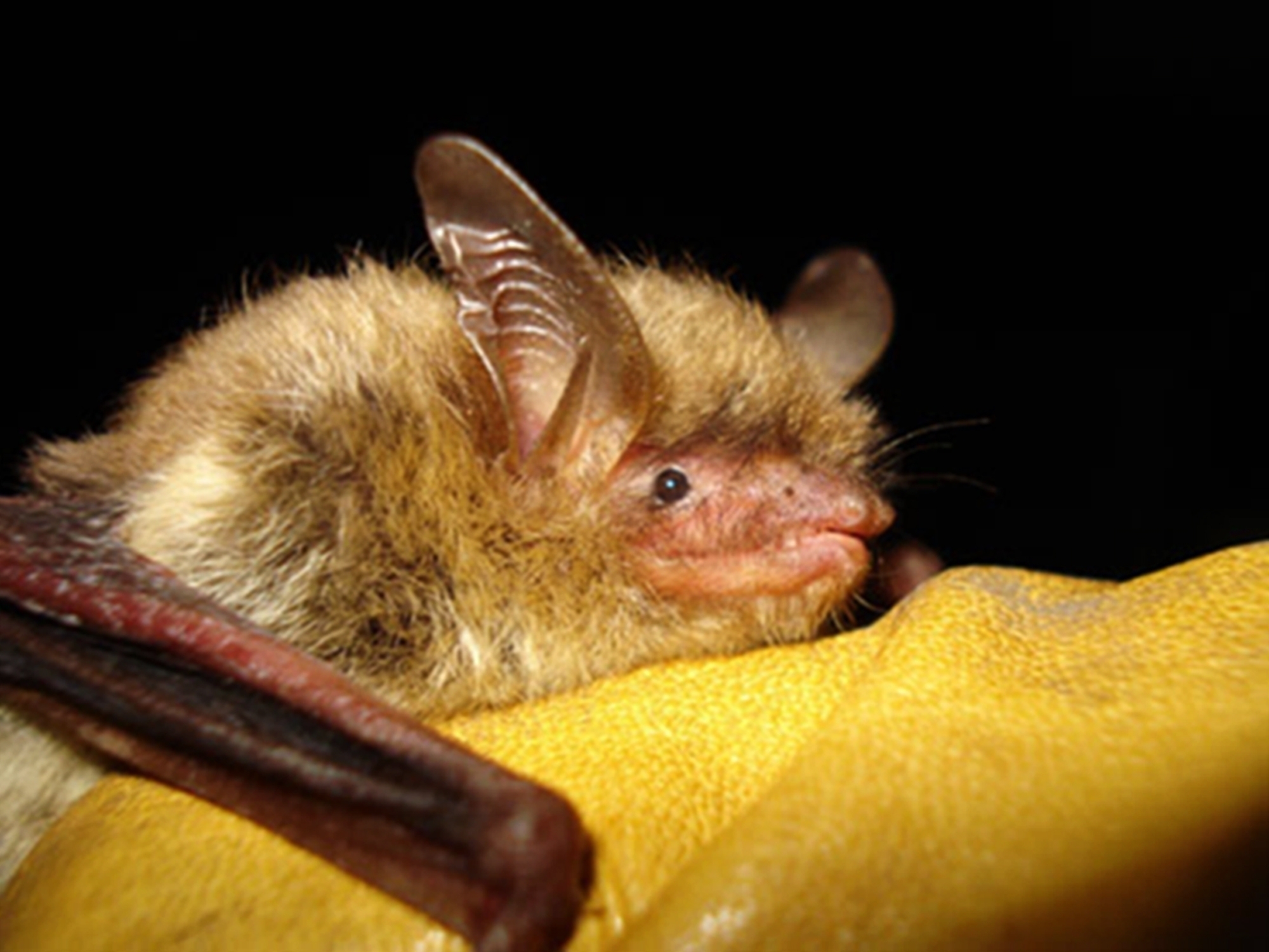 Report Climate Change Disease Imperil North American Bats WTOP News   Imperiled Bats 88152 