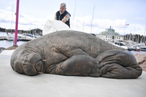 Life-size sculpture of euthanized walrus unveiled in Norway