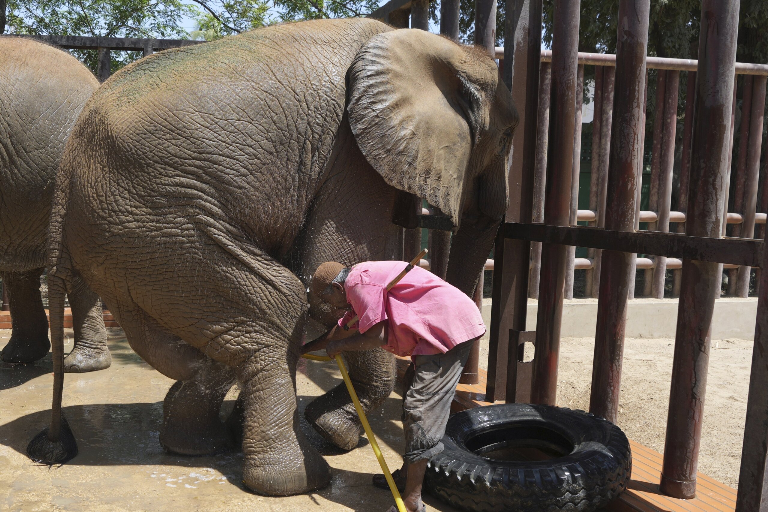 Foreign veterinarians visit ailing elephant in Pakistani zoo - WTOP News