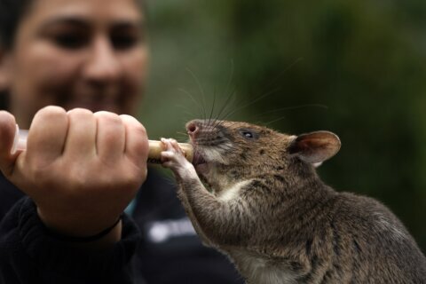 Rat ambassadors show off abilities to help humans, wildlife