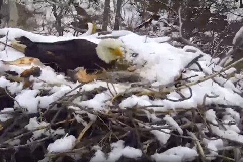 EagleCam shows heavy winds blow nest from tree; eaglet dies