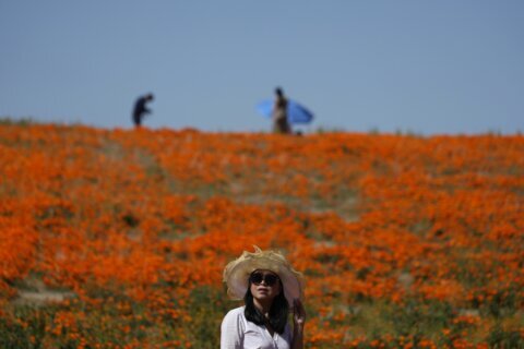 Wet winter gives way to colorful ‘Superbloom’ in US West
