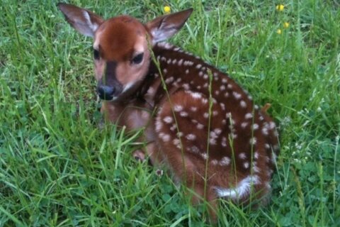 Fairfax County wants you to leave baby deer alone