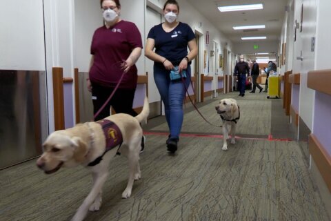 Covid-sniffing dogs can help detect infections in K-12 schools, new study suggests