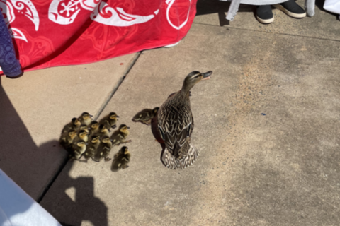Why a momma duck and her ducklings waddled through a Va. elementary school, again!
