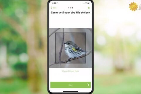 What’s that bird? Merlin Bird ID app works magic
