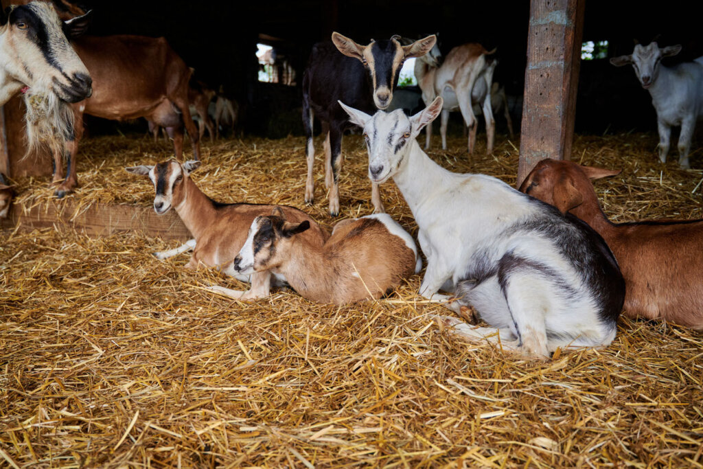 Free weekend farm tours in Loudoun Co. where agriculture is big business