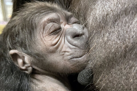 Gorilla baby born at National Zoo; Great Ape House reopens Tuesday