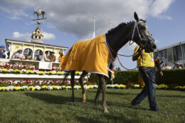 Taxed is paraded in the winner's circle after winning the 98th running of the Black-Eyed Susan horse race at Pimlico Race Course, Friday, May 19, 2023, in Baltimore. (AP Photo/Julia Nikhinson)