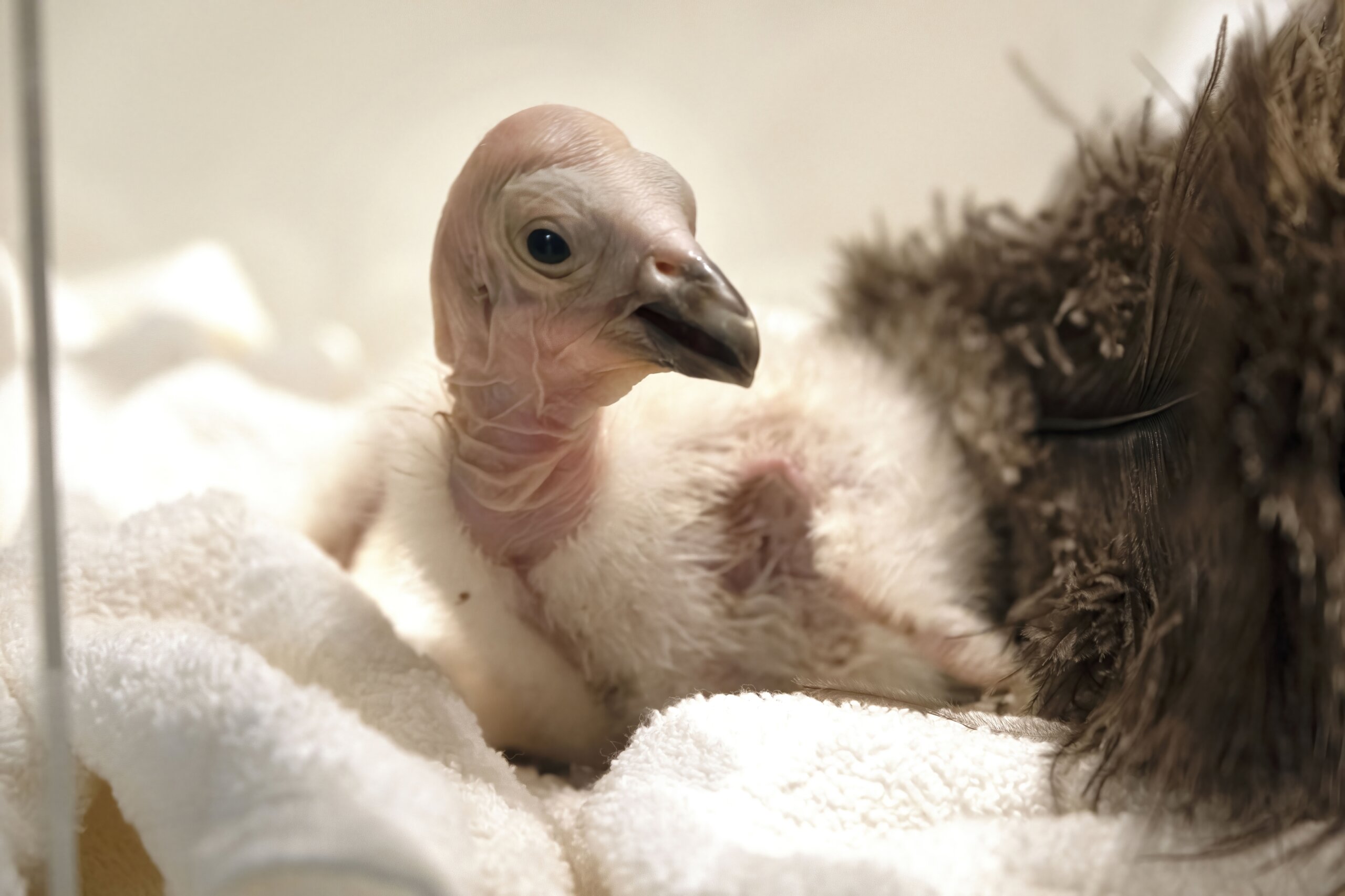 California condors confront bird flu in flight from extinction - WTOP News