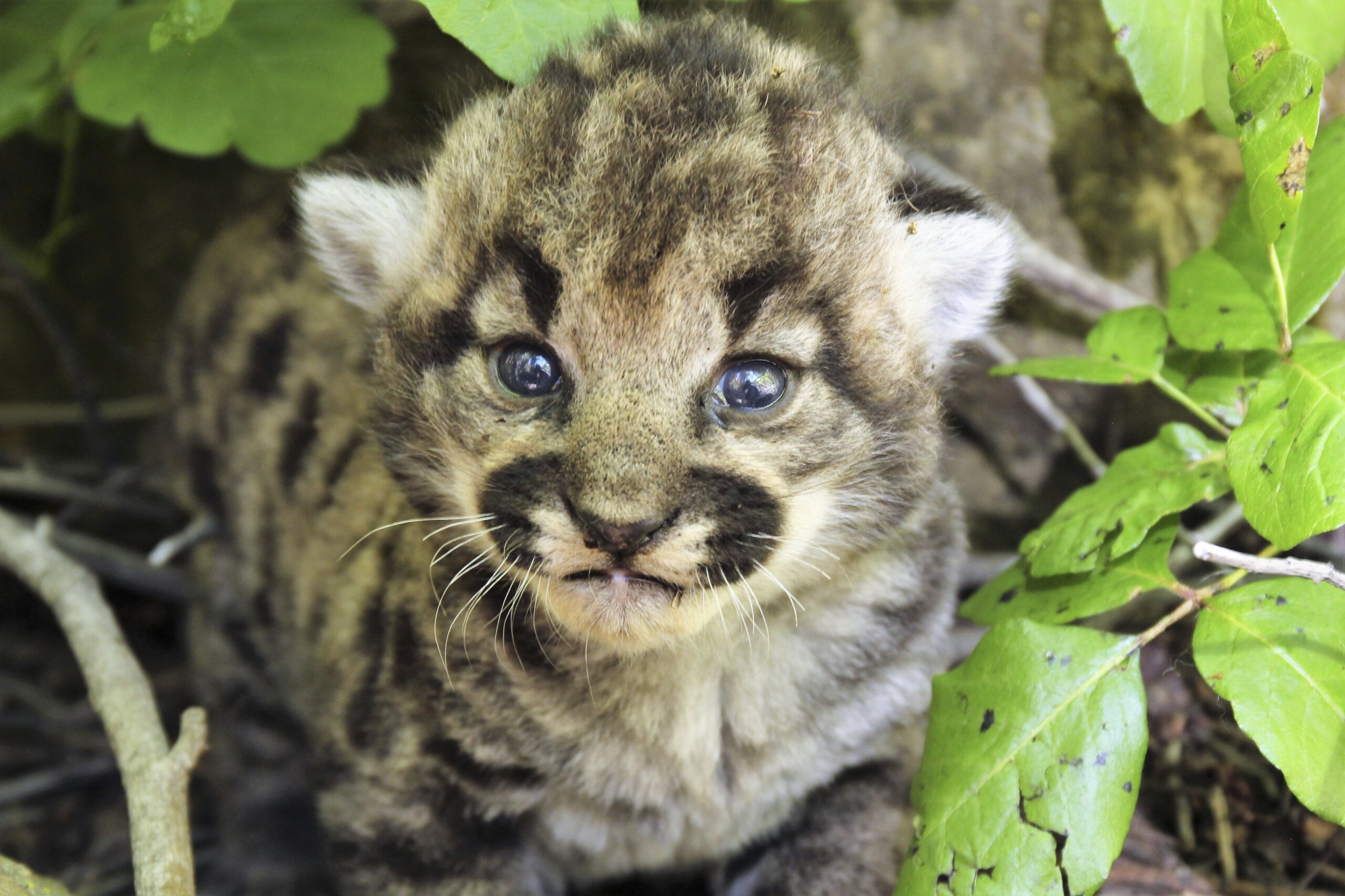 cute-mountain-lion-cubs