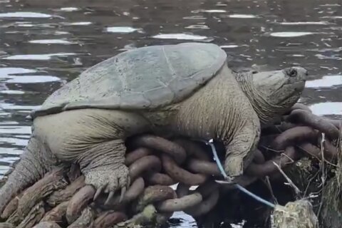 ‘Chonkosaurus,’ plump Chicago snapping turtle captured on video, goes viral