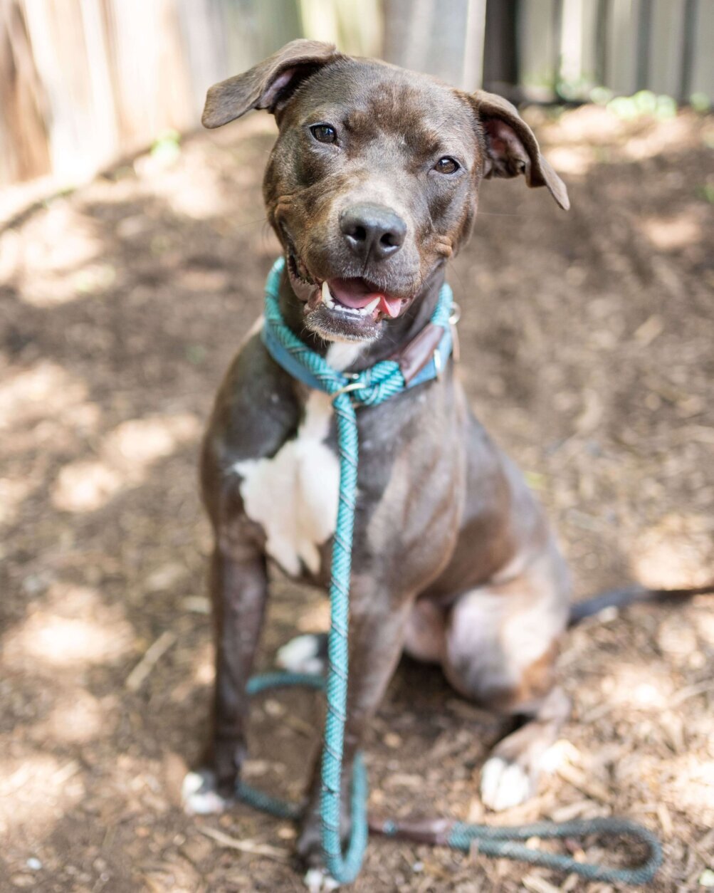 <p>Meet Diamond!</p>
<p>This affectionate 11-month-old is ready to bring happiness and adventure into your life. A true extrovert, Diamond craves the company of her favorite people and loves to meet new faces. Whether it&#8217;s a hike in the woods or snuggling up on your couch, she&#8217;ll always be your No. 1 girl!</p>
<p>Diamond is still young and is working hard on her manners, so she’s looking for a family without children. She enjoys playing with other pups and would thrive in a home with a dog who shares her outgoing and fun-loving nature.</p>
<p>If you&#8217;re searching for a devoted companion who&#8217;s full of energy and love, Diamond may be the gem for you! To learn more or to set up a meet and greet, visit <a href="https://www.humanerescuealliance.org/adopt" target="_blank" rel="noopener">humanerescuealliance.org/adopt</a>.</p>
