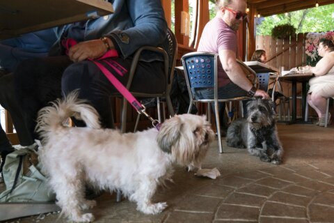 More dogs could show up in outdoor dining spaces. Not everyone is happy about it