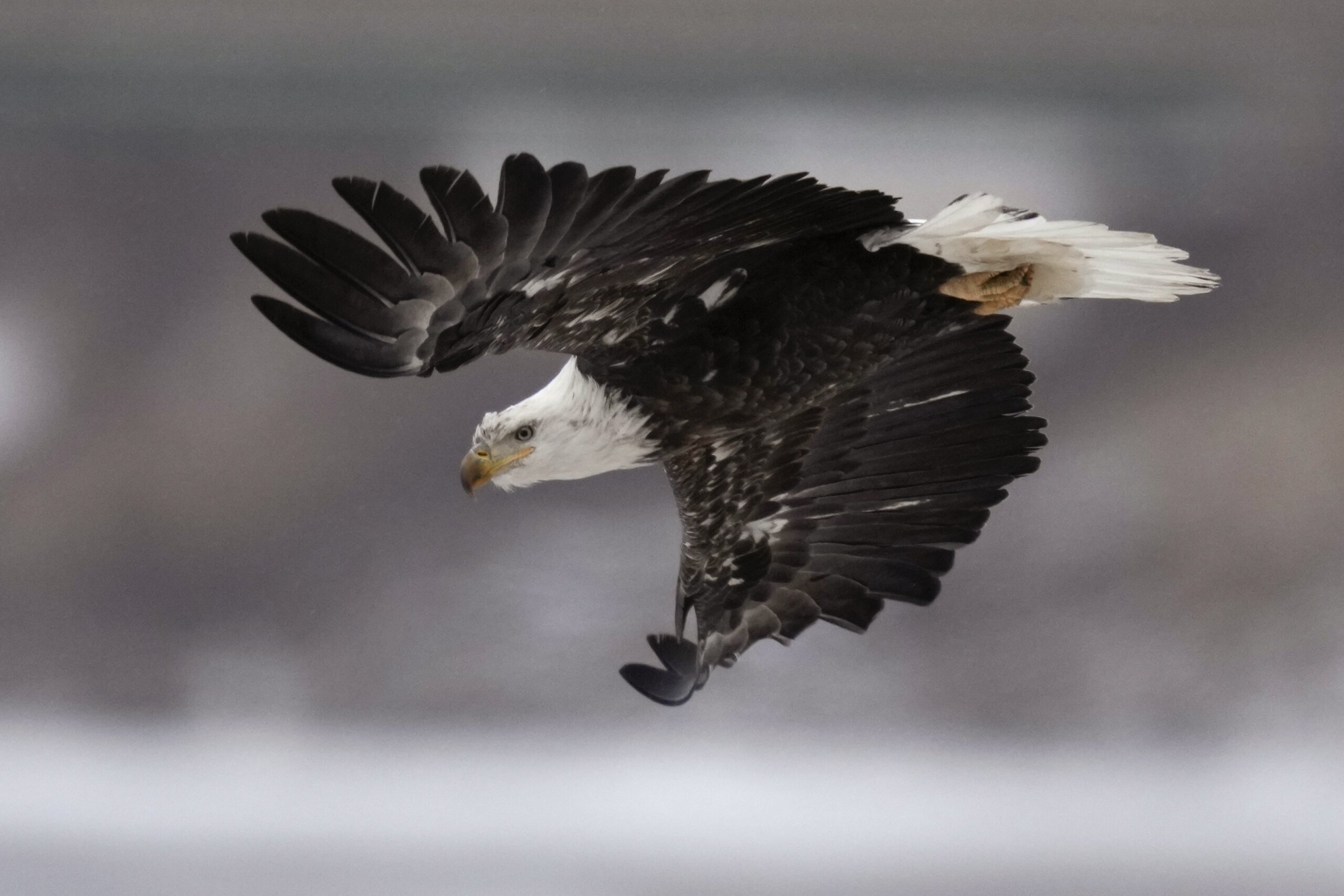 US seeks help to find out who shot 4 bald eagles in Arkansas - WTOP News