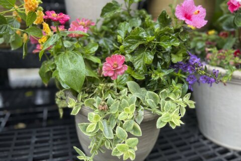 How to plant a container like the pros do