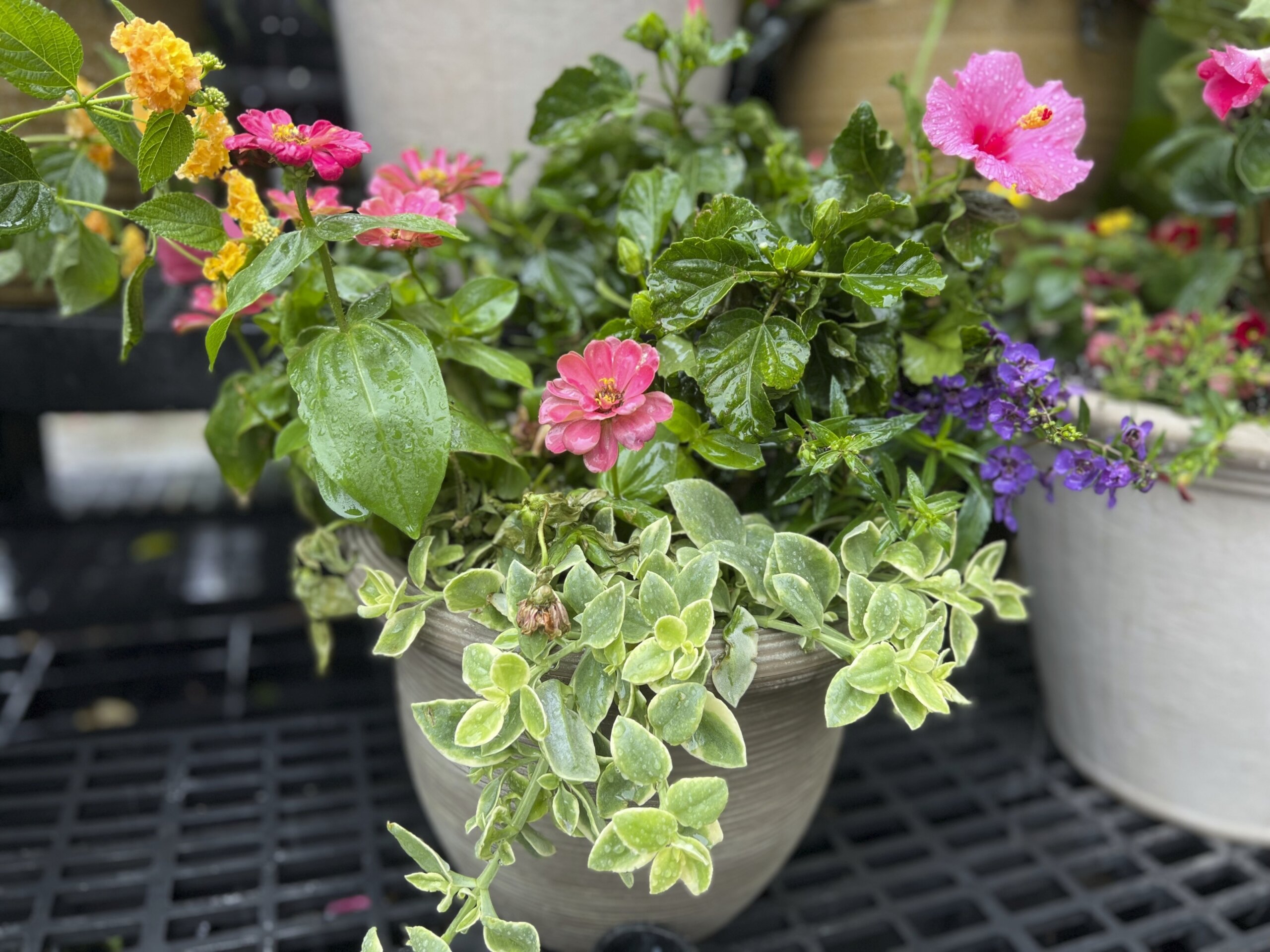 how-to-plant-a-container-like-the-pros-do-wtop-news