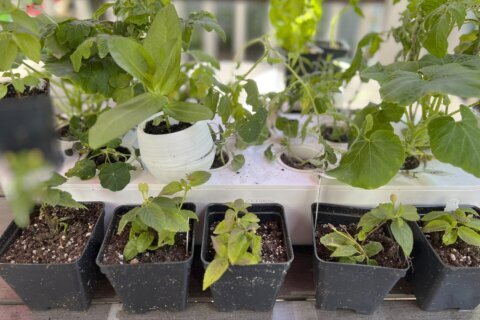Don’t stress your plants when transferring them from indoors to an outdoor garden