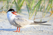 Beach-loving birds get help with loss of seaside real estate in Maryland