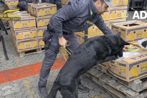 Italian police dog with fine nose for cocaine sniffs out drugs hidden in banana shipment