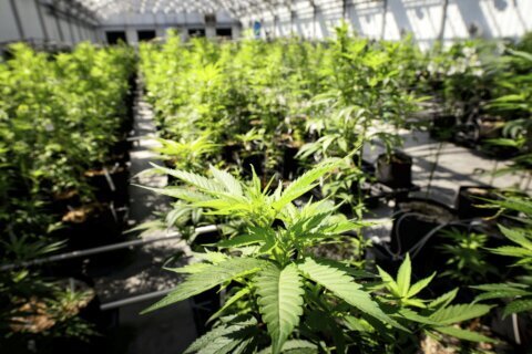 Minnesota governor signs bill legalizing recreational marijuana starting in August