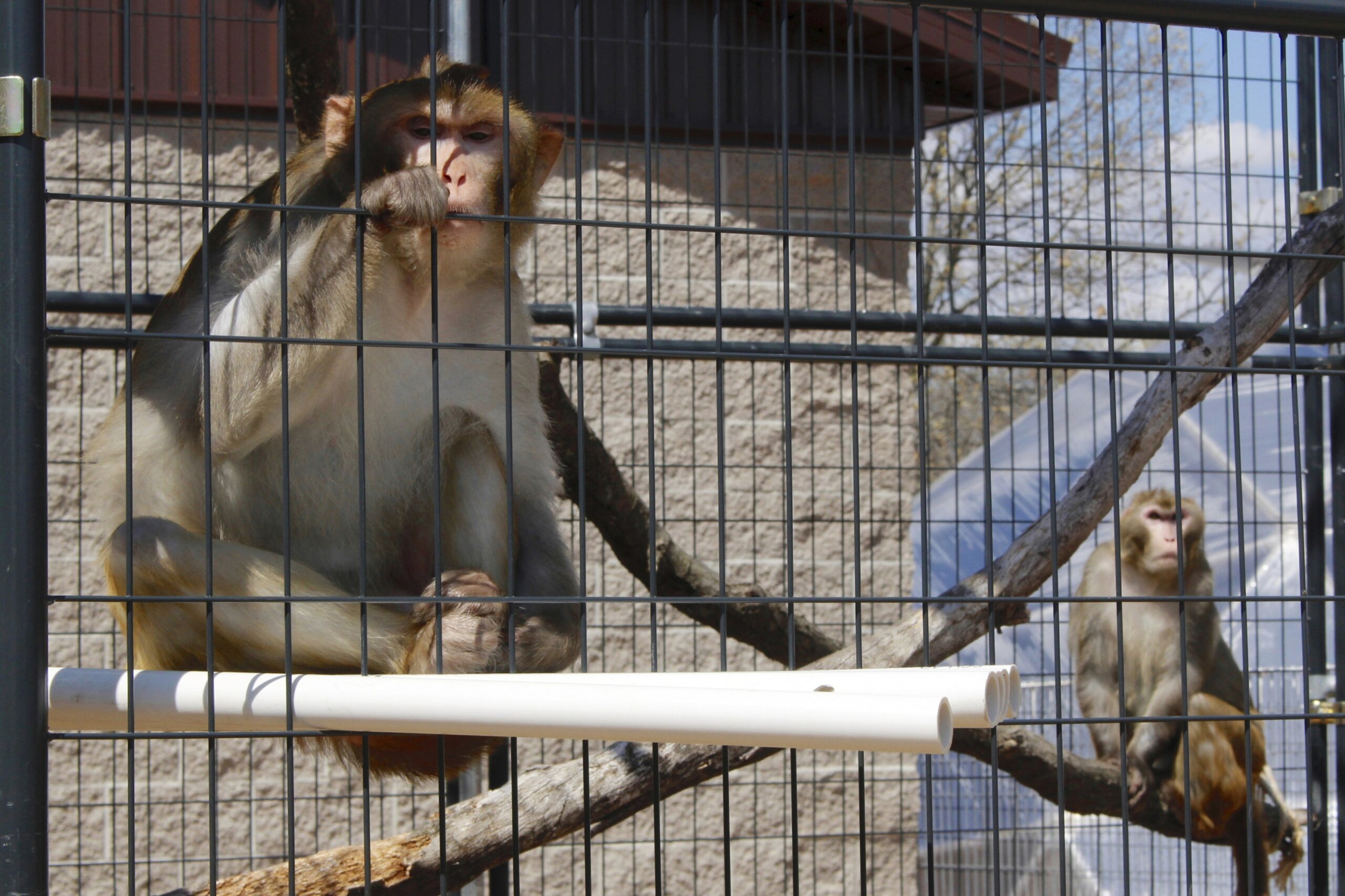 Research monkey shortage undermines US readiness, panel says – WTOP News