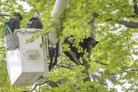 Bear in a tree holds Michigan city in suspense for hours on Mother’s Day