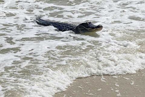 Surfing gator seen relaxing at Alabama beach amid the waves