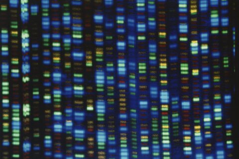 DNA project gives scientists diverse genome for comparison