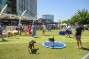 14 events for DC-area dog lovers this summer