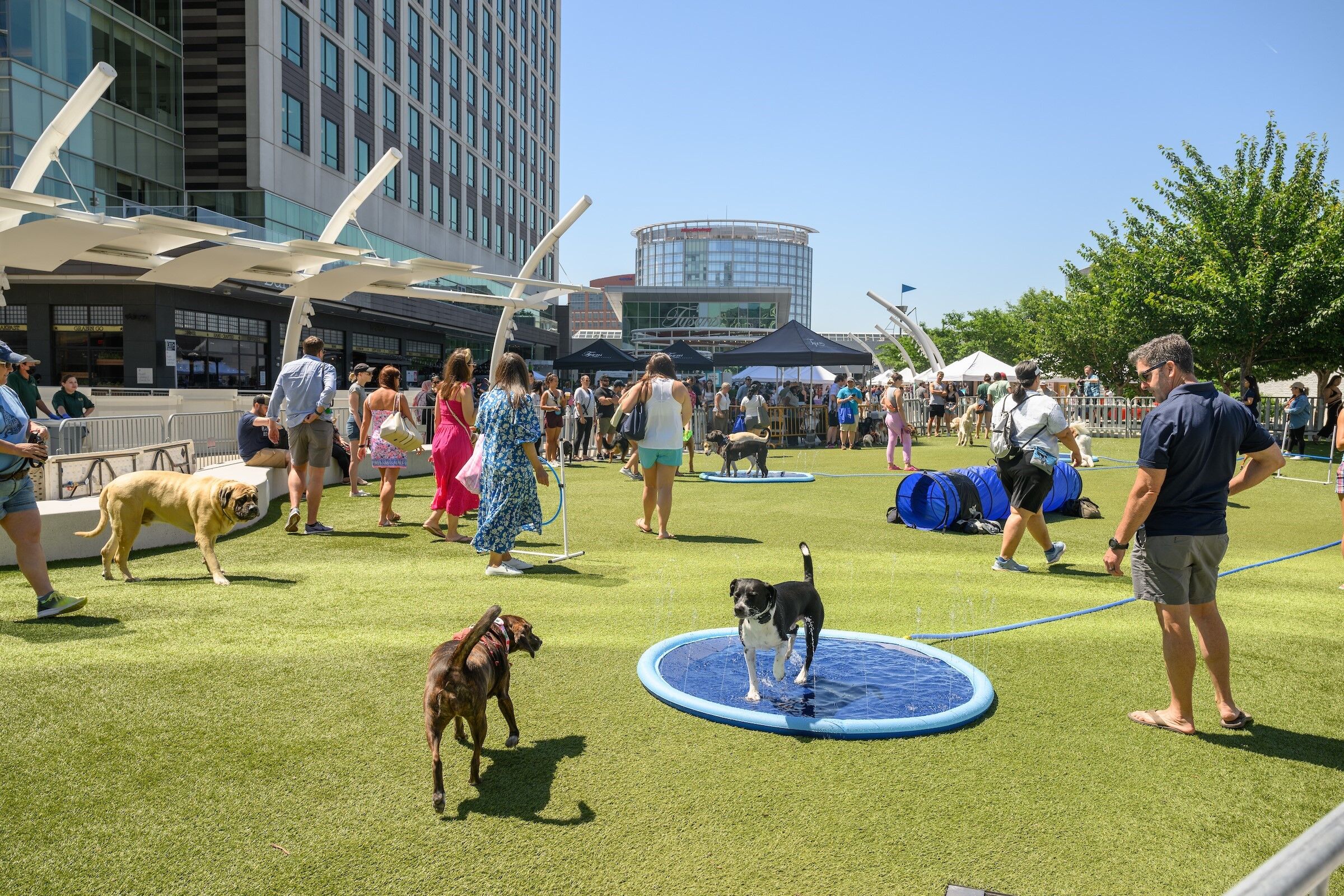 14 events for DC-area dog lovers this summer – WTOP News